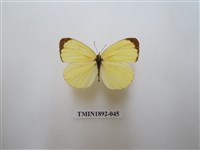 藏品(亮色黃蝶)的圖片